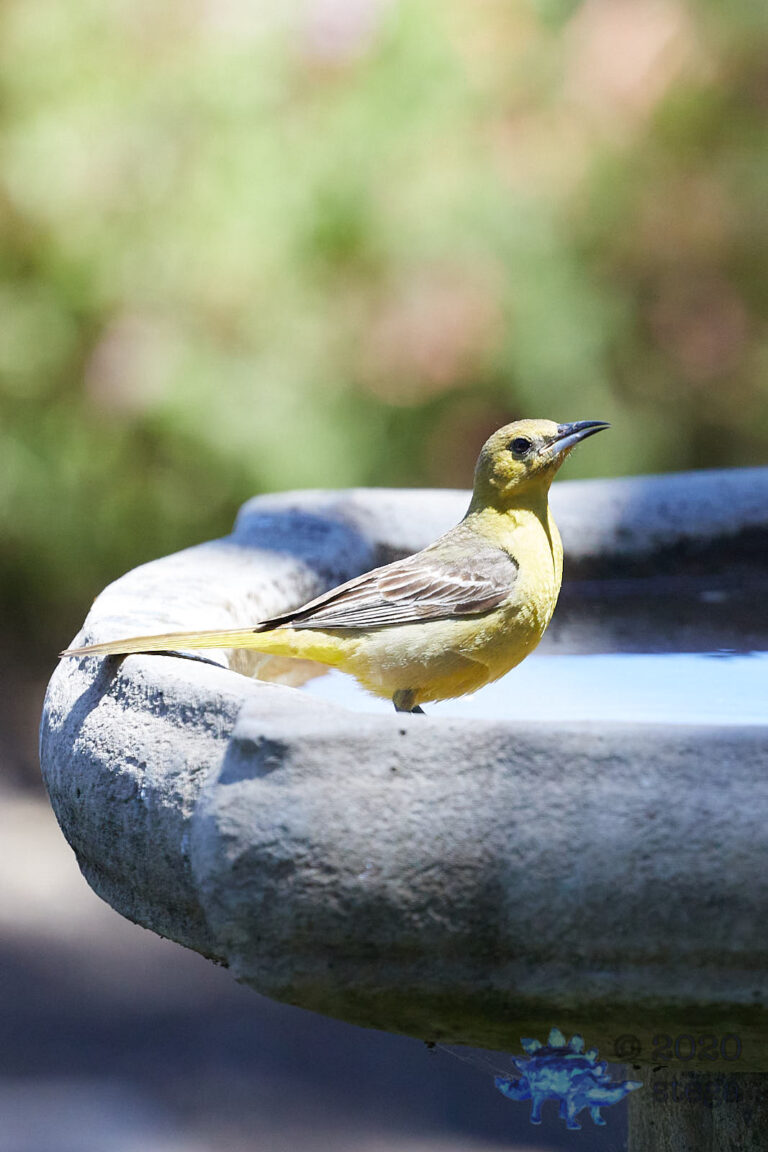 Bullock’s Oriole
