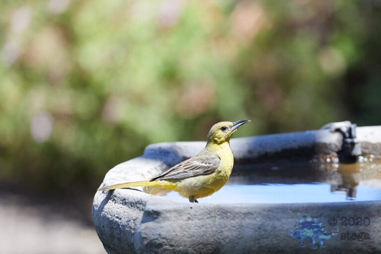 Bullock’s Oriole