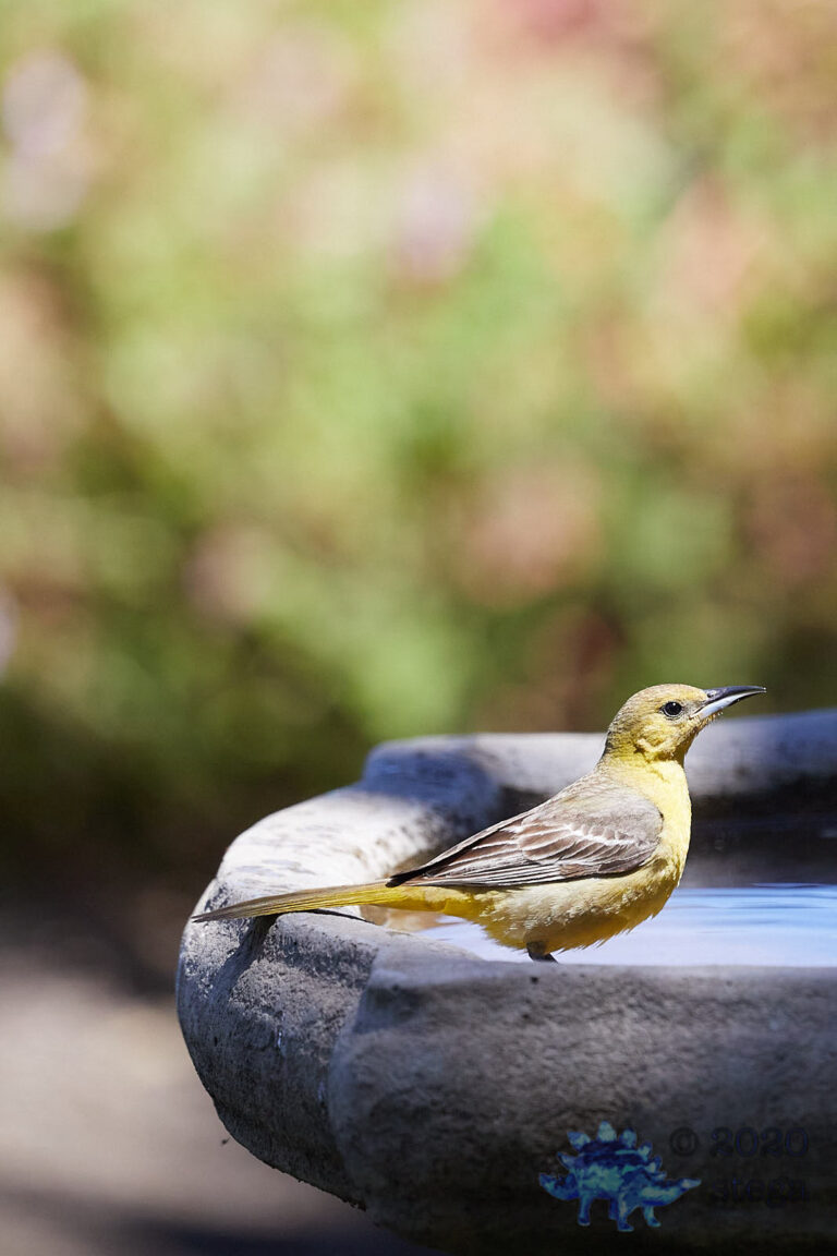 Bullock’s Oriole
