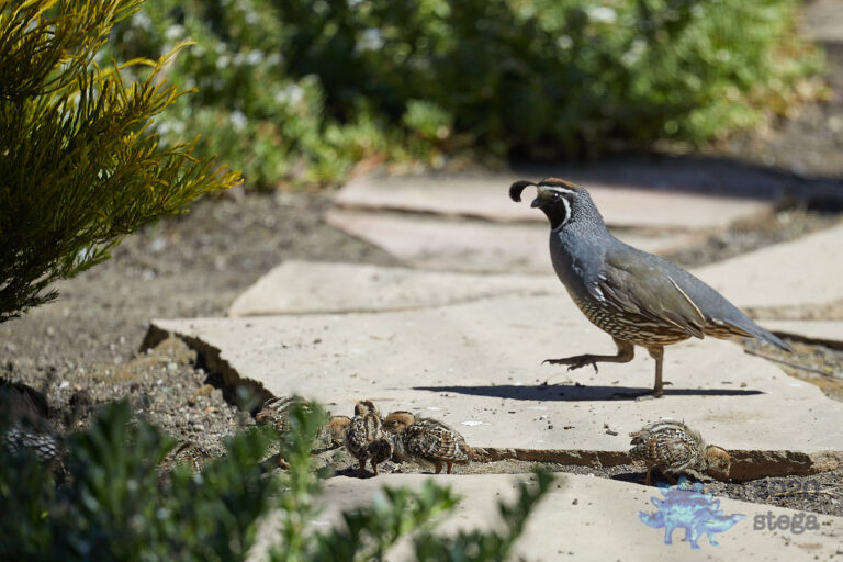 California Quail