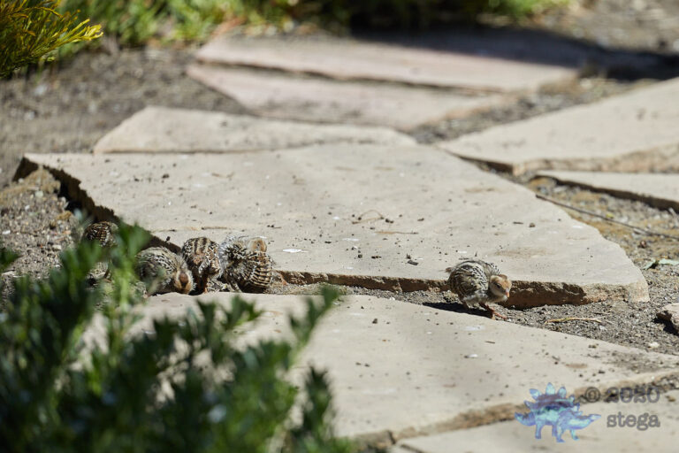 California Quail Chicks