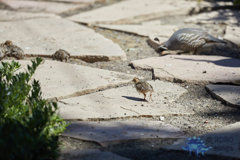 California Quail Chick