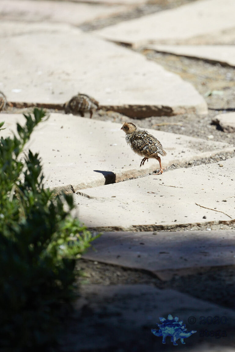 California Quail Chick