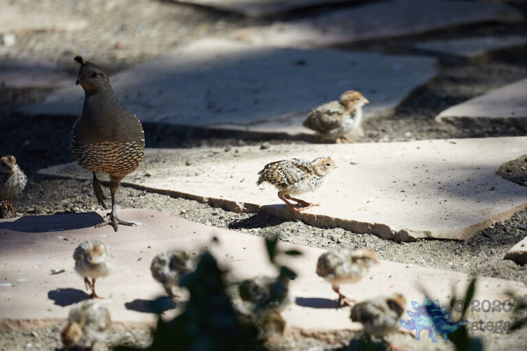 California Quail Chicks