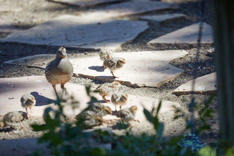 California Quail Chicks