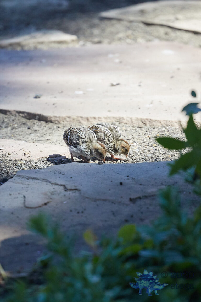 California Quail Chicks