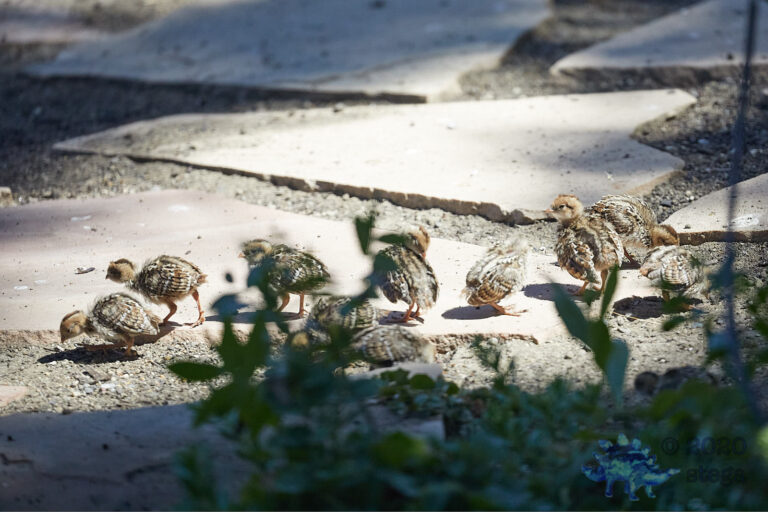 California Quail Chicks