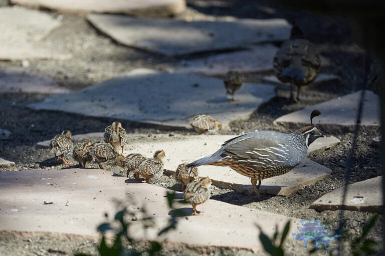 California Quail