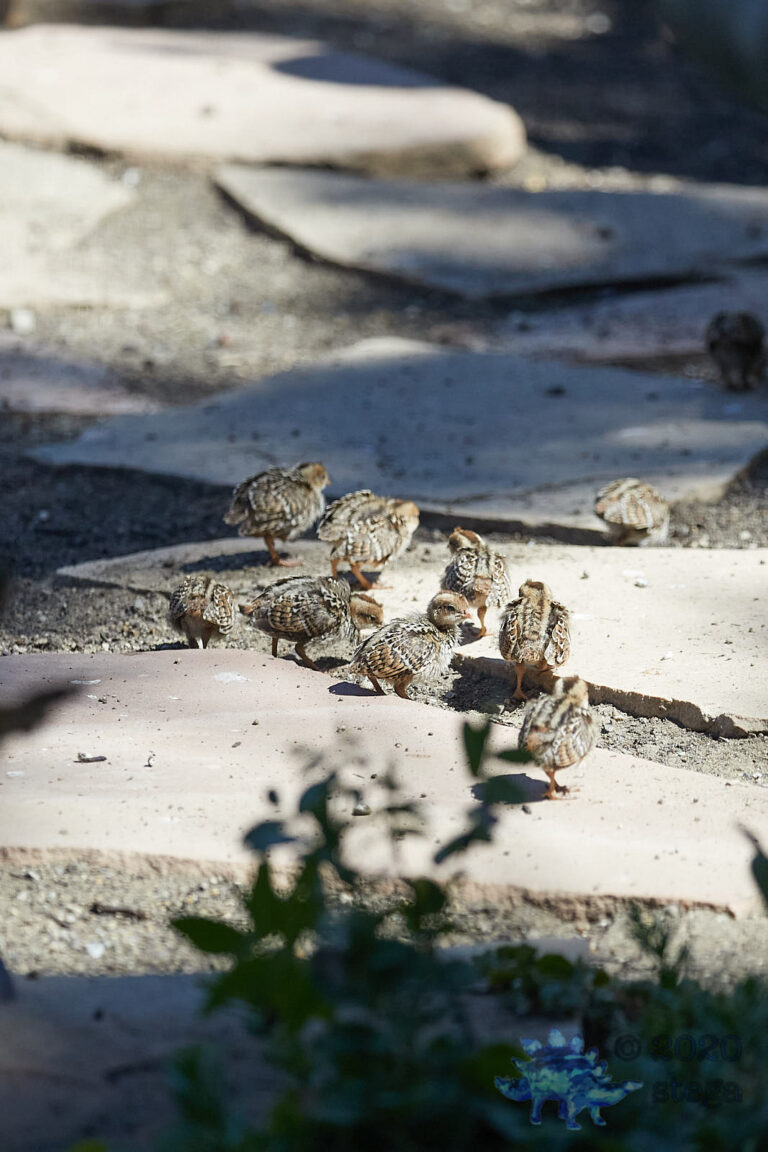 California Quail Chicks