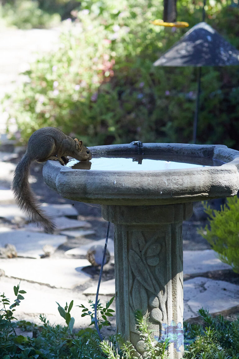 Fox Squirrel
