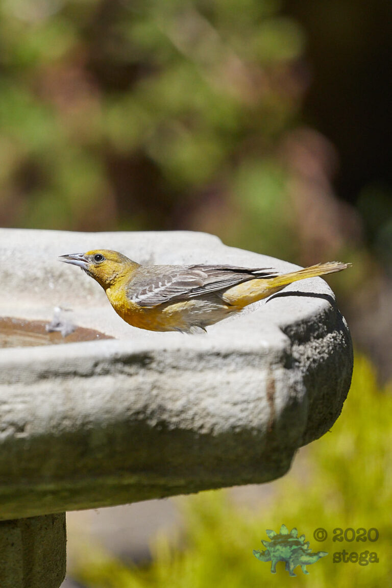 Bullock’s Oriole