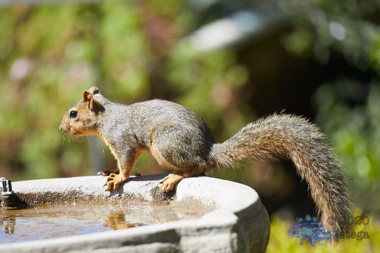 Fox Squirrel