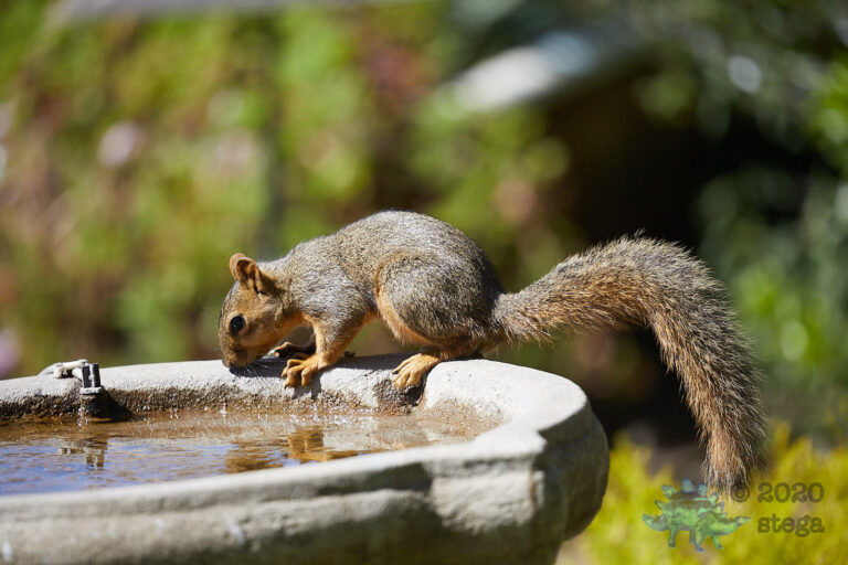 Fox Squirrel