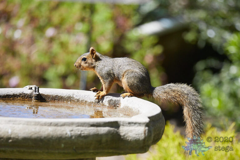 Fox Squirrel