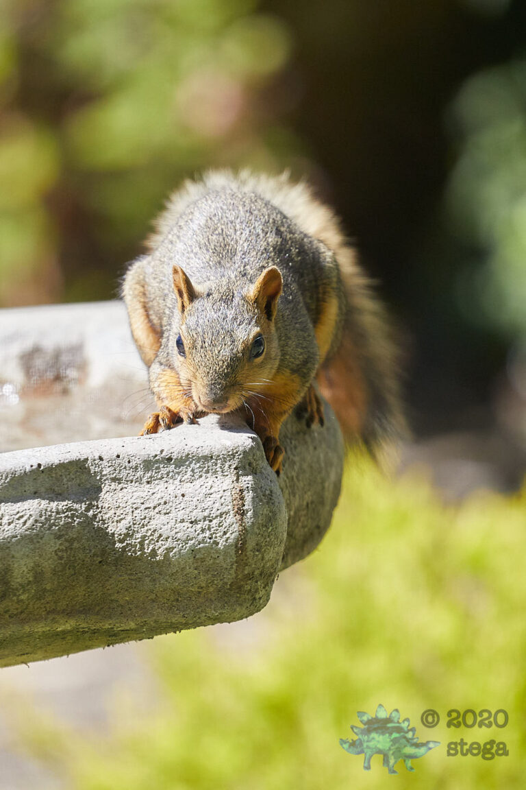 Fox Squirrel