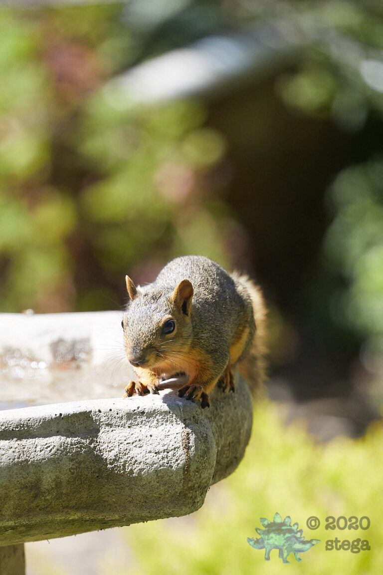 Fox Squirrel