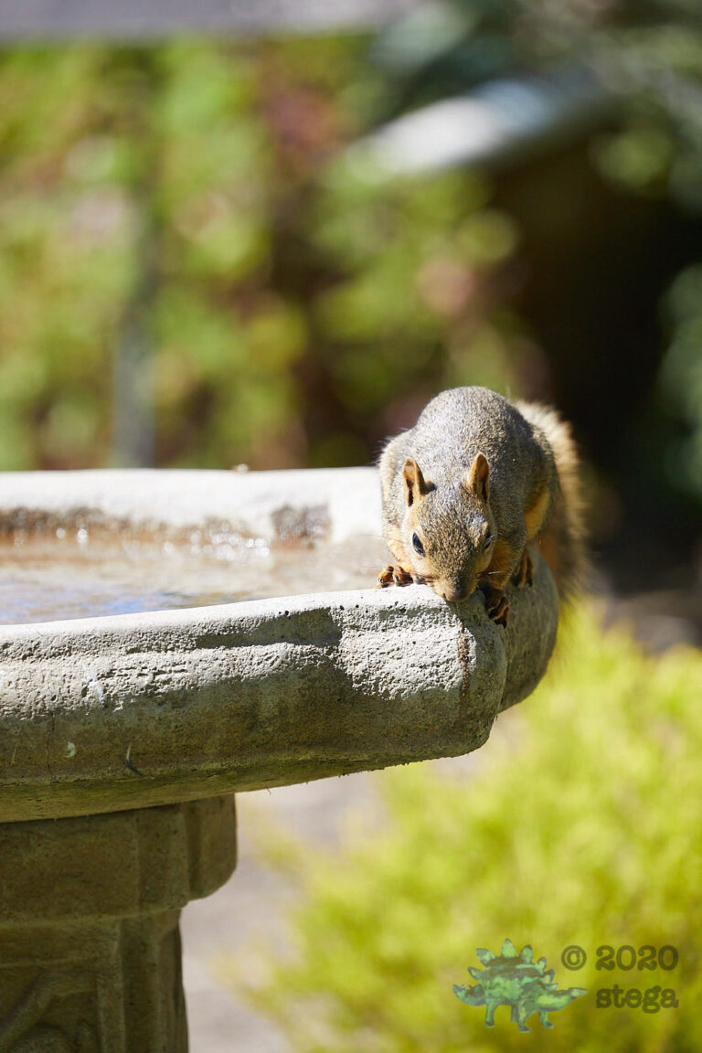 Fox Squirrel