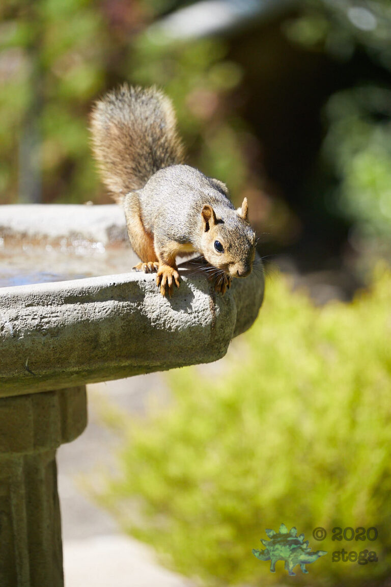 Fox Squirrel