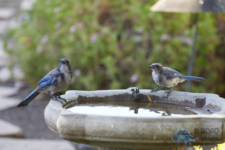 California Scrub Jays