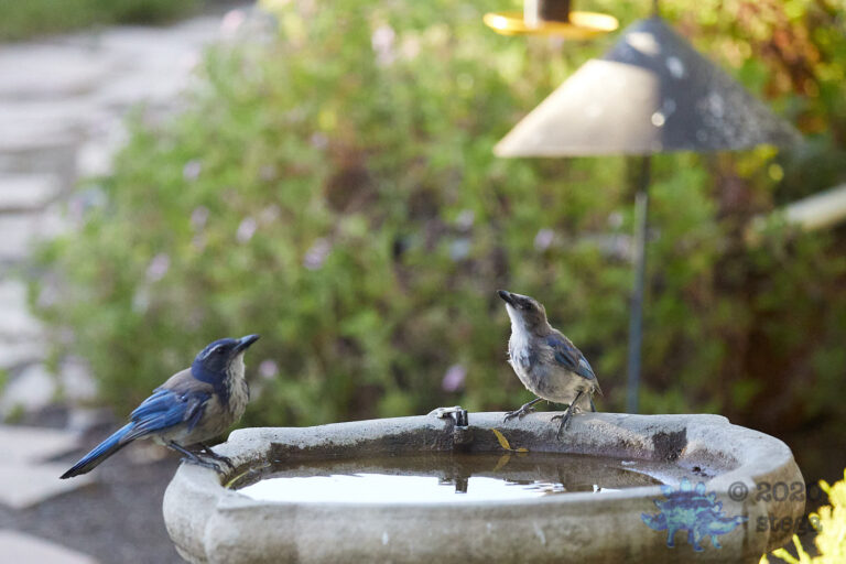 California Scrub Jays