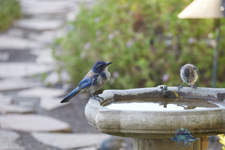 California Scrub Jays
