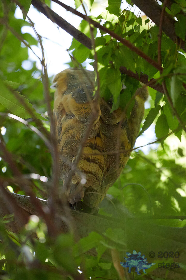 Barn Owl