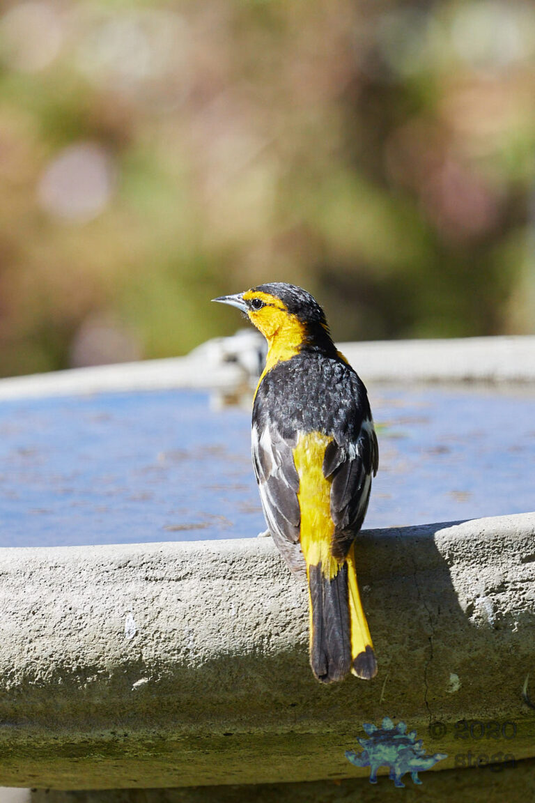Bullock’s Oriole