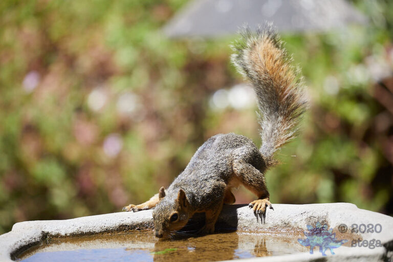 Fox Squirrel