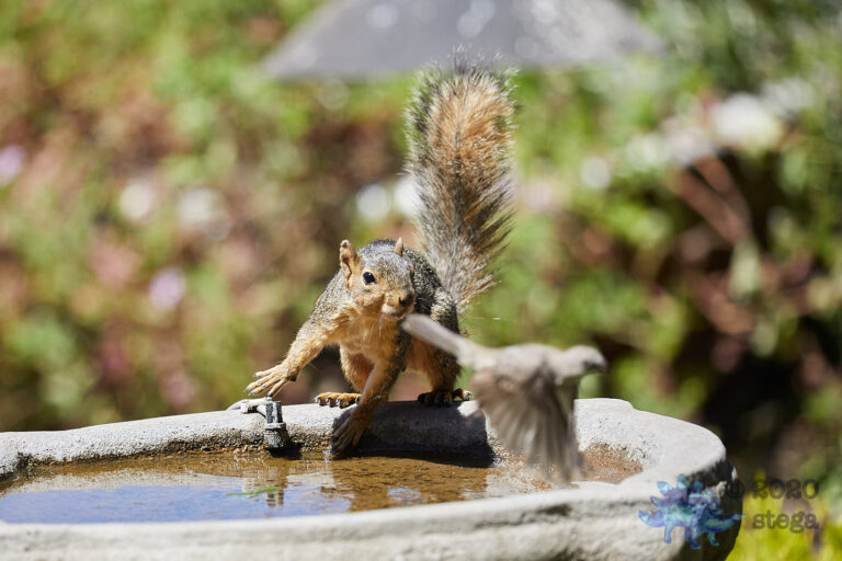 Fox Squirrel