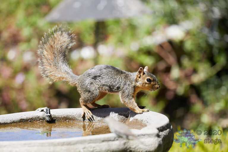 Fox Squirrel