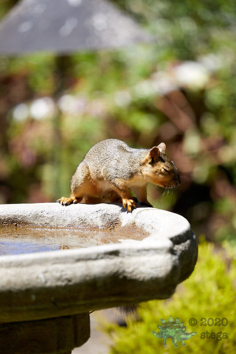 Fox Squirrel