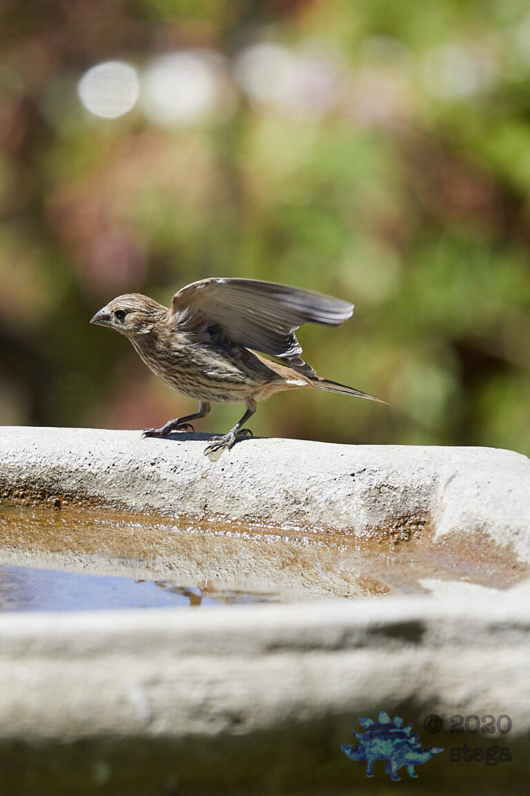 House Finch