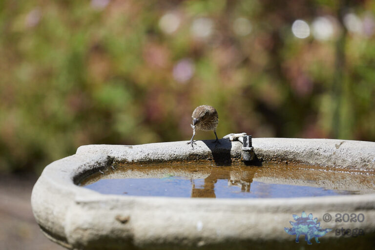 House Finch