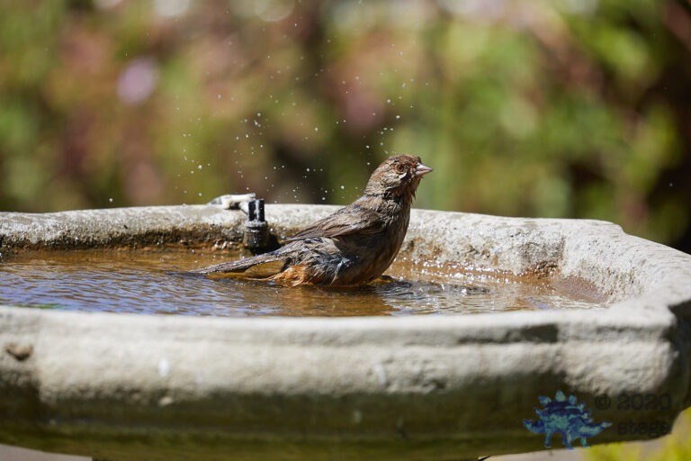 California Thrasher