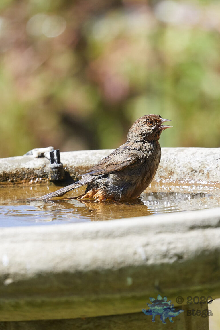 California Towhee