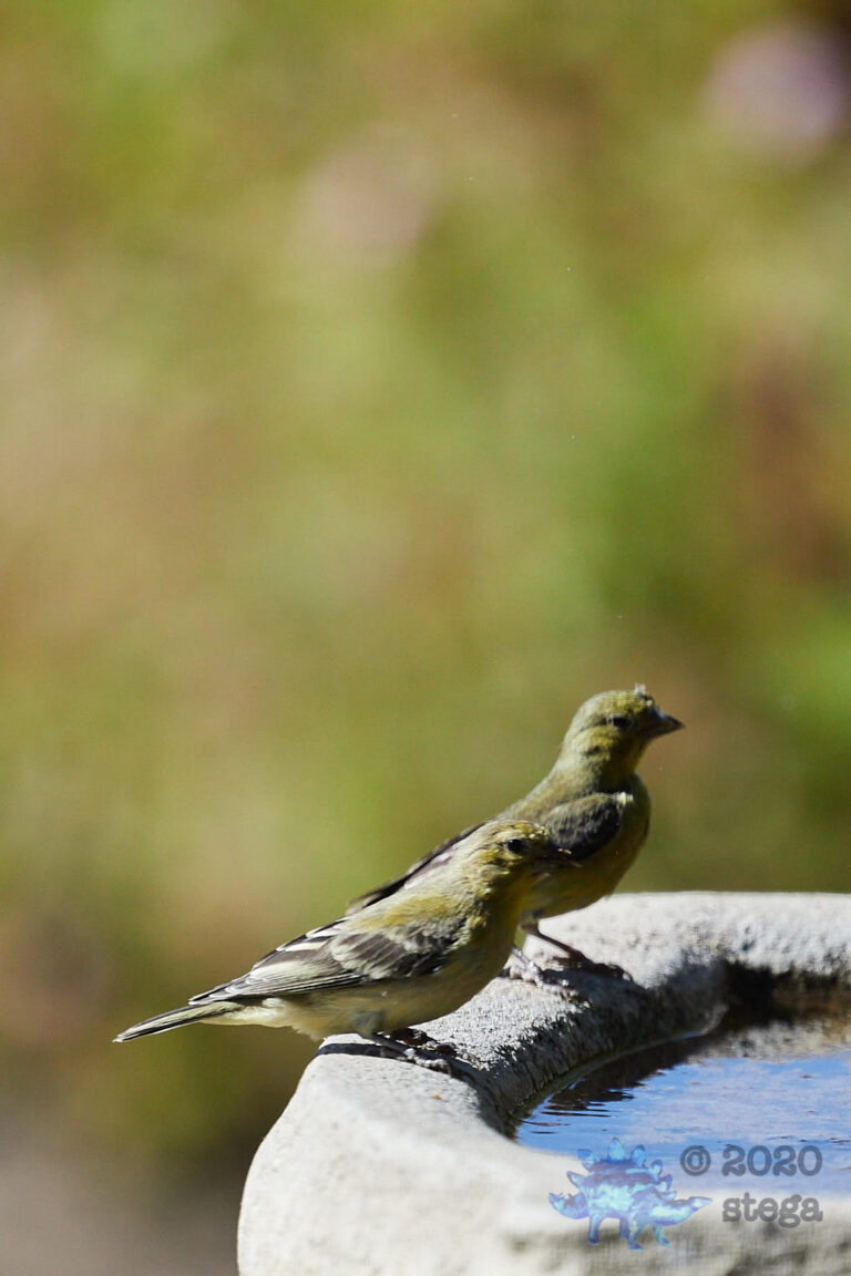 Goldfinches