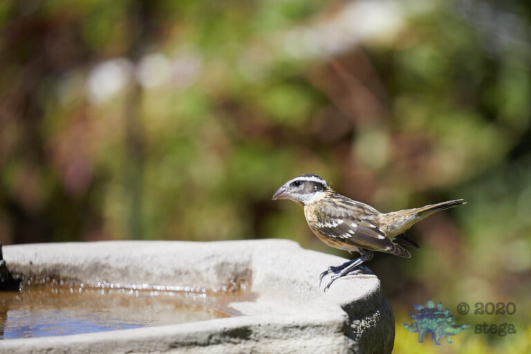 Black-headed Grosbeak