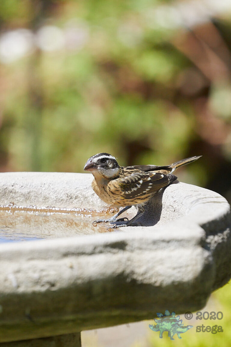 Black-headed Grosbeak