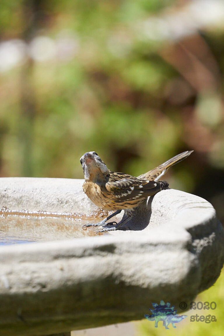 Black-headed Grosbeak