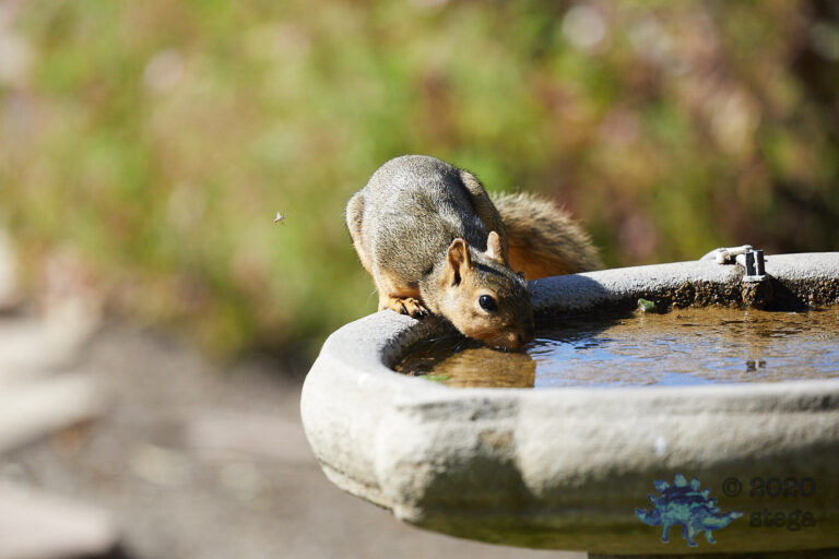 Fox Squirrel