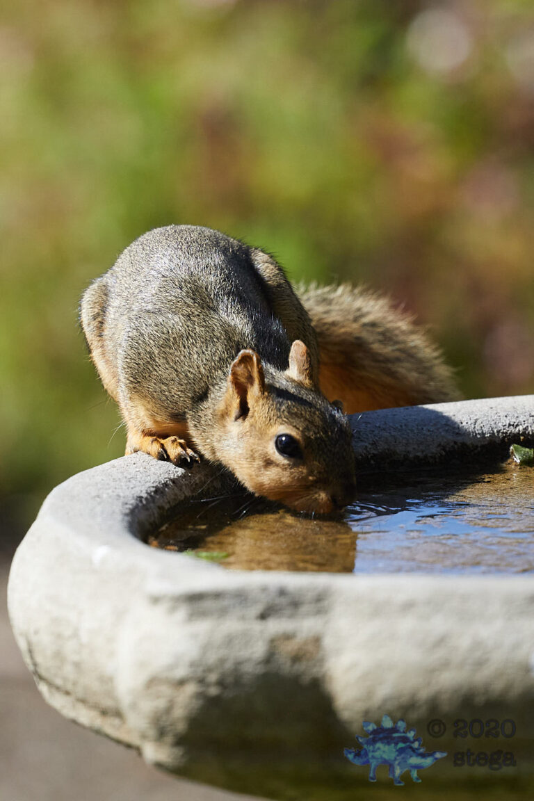 Fox Squirrel