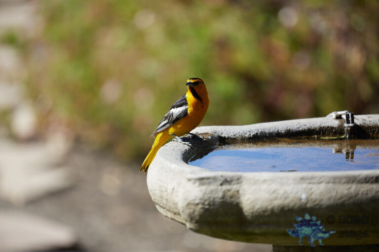 Bullock’s Oriole