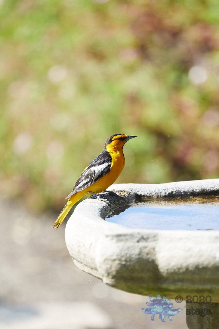 Bullock’s Oriole