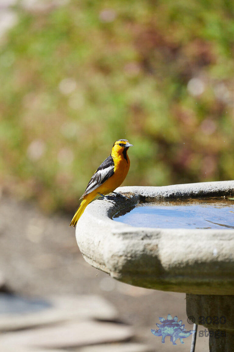 Bullock’s Oriole
