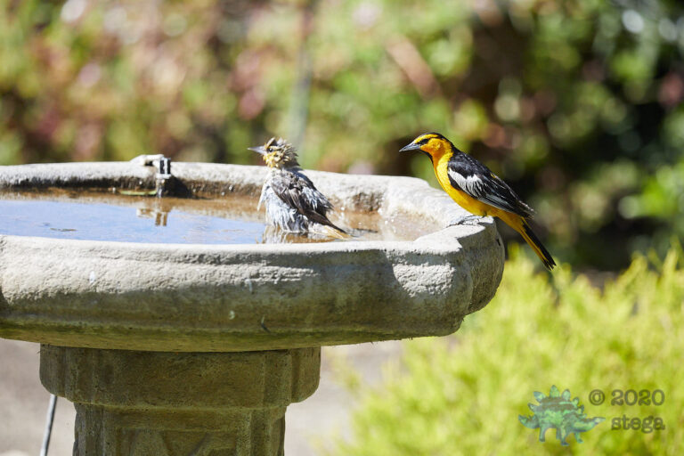 Bullock’s Oriole