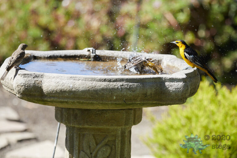 Bullocks’s Orioles and House Finch