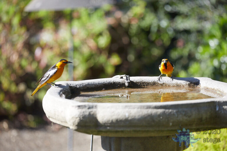 Bullock’s Oriole