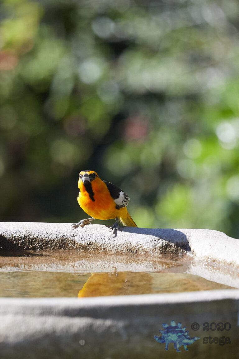 Bullock’s Oriole