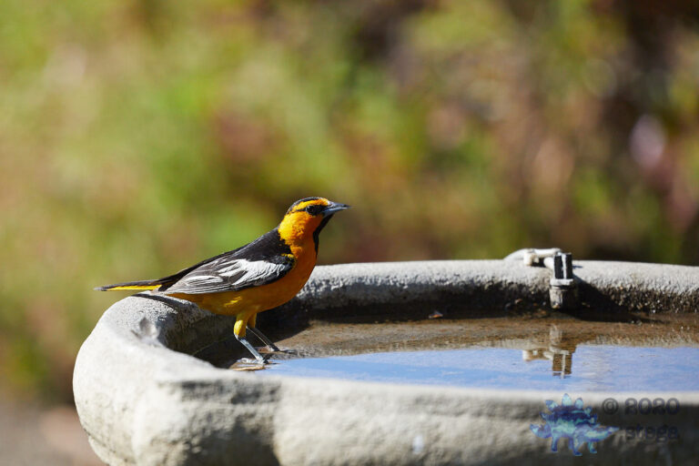Bullock’s Oriole