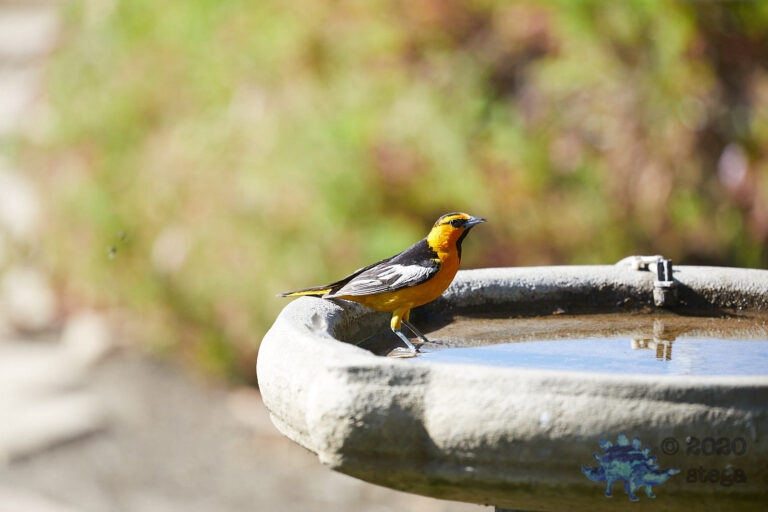 Bullock’s Oriole